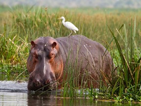 Hippopotamus have lived in Pablo Escobar's personal zoo since the late '80s. After the drug lord was shot dead in 1993, most of the animals were shipped away, but four mammals were left in the pond. Scientists estimate that now there are around 100 hippos living there, making them the largest invasive species on the planet.