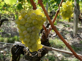 Sauvignon blanc grapes are shown in the Bordeaux region of France: In addition to aphids, another problem imported into France from the United States was a fungus that stunted the growth of plants.