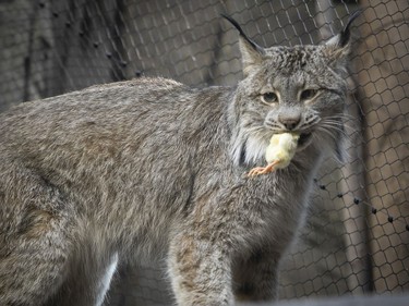 A Canadian lynx gets dinner in his pen at the Montreal Biodome on Thursday, Feb. 25, 2021