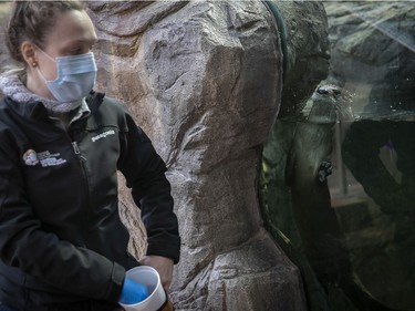 Veterinarian technician Cylia Civelek feeds a North Aamerican river otter at the Montreal Biodome on Thursday, Feb. 25, 2021.