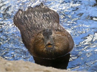 An American beaver peers at visitors from his pond at the Biodome last week.