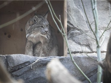 A Canadian lynx looks around his home at the Montreal Biodome on Thursday, Feb. 25, 2021.