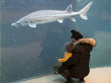 Eight-month old Antoine Tremblay-Ducharme gets a look at an Atlantic sturgeon with his mother, Genevieve Ducharme, in the Gulf of St. Lawrence section of the Montreal Biodome on Thursday, Feb. 25, 2021.