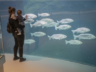 Visitors to the Biodome get a closer look at the fish that populate the Gulf of St. Lawrence last week.
