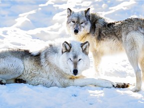 Wolves stare back at visitors at the Ecomuseum Zoo in Ste-Anne-de-Bellevue, Tuesday, March 2, 2021.