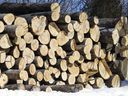 Stack of logs from trees cut down because of the emerald ash borer at the Cap-St-Jacques Nature Park in Pierrefonds on Monday, March 15, 2021.