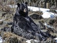 Genie, the black bear in her enclosure at the Ecomuseum Zoo in Ste-Anne-de-Bellevue, west of Montreal, on Thursday, March, 25, 2021.