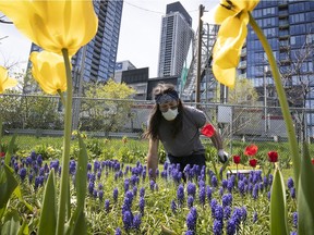 Eric Fortin takes care of the flowers in the Georges Vanier community garden next to the condo high-rises in downtown Montreal on Tuesday May 19, 2020.