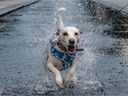 El Parson Russell Terrier de 1 año y medio de Bear Senchals ama el agua en Victoria Square.
