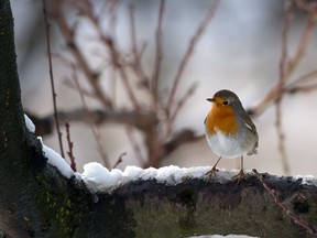 A robin bird in the snow.