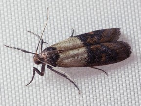 A pantry moth, or Plodia interpunctella.