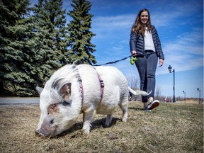 Andréanne Sylvain walks her miniature pig Kiwi along the riverside in the Verdun borough of Montreal Monday April 5, 2021.