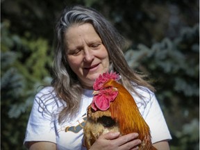 Pointe-Claire resident Barbara Cheetham has found a new home for Nugget, a rooster, in the countryside.