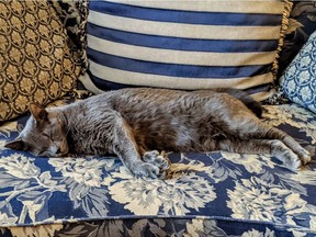 Rufus, a polydactyl Russian Blue, makes himself at home. Sarah Laureti writes that when Rufus didn’t come by for a few days, she realized how much comfort he brought during a time of such uncertainty.