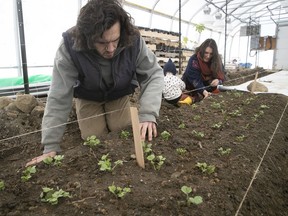 Enfants Sauvages' Thierry Bisaillon-Roy and Alice Berthe work on new flower sprouts in their greenhouse on April 1, 2021, with help from young Hazel. Bisaillon-Roy and Berthe’s goal is to encourage a more sustainable flower industry, with locally grown blooms that don’t exact the environmental toll of many commercial exports.