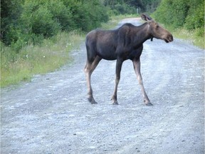 The temporary agreement covers sport hunting, the acquisition and sharing of knowledge on the state of the moose population and training and awareness campaigns.