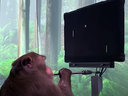 The 3-minute video by Neuralink shows Pager, a male macaque with chips embedded on each side of its brain, playing Mind Pong.