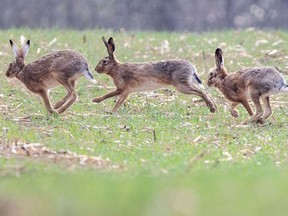Brown hares, a symbol of Easter bunnies, run past a field on Good Friday in Niederleis, Austria, April 2, 2021.