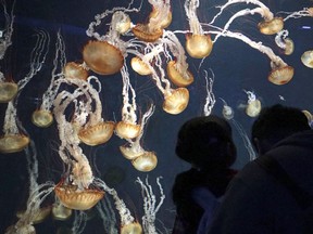 Visitors look at jellyfishes at Enoshima aquarium in Fujisawa west of Tokyo, Sunday, Dec. 3, 2017. "Certainly, 'natural' does not equate to 'safe.' Amanita muscaria mushrooms, tobacco plants, 'poison dart' frogs, jellyfish and snakes produce a large variety of natural toxins," Joe Schwarcz writes.