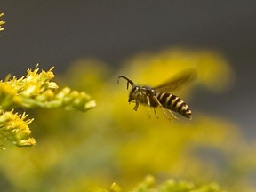 Picardy Park in Baie-D'Urfé has been closed until further notice due to a high presence of wasps, the town announced Tuesday.