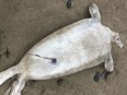 Kimberly Hayman said she hopes an investigation will get to the bottom of what happened to the headless seals she found along the shores of two local beaches.