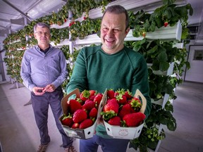 Ferme d'Hiver president Alain Brisebois, right, and founder and COO Yves Daoust in the vertical farming grow room at their operation in Brossard.