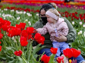 Viloet Hamelin picks flowers with her nanny Janet Morin at Tulips.ca's U-Pick tulip farm in Boucherville, east of Montreal Friday May 7, 2021.