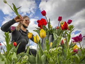 Patricia Pitre picks flowers in the field at Tulips.ca's U-Pick tulip farm in Boucherville, east of Montreal on May 7, 2021.