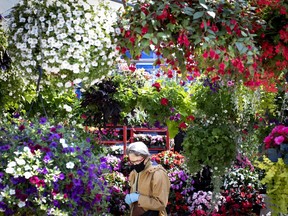 A shopper is surrounded by flowers at the Les Serres Y.G. Pinsonneault stall at Atwater Market in Montreal, on Tuesday, May 19, 2020.