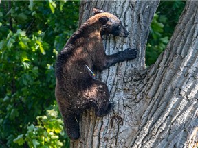 A tranquilizer dart is seen protruding for the bear's body in Dorval. Wildlife Ministry officials say it's the first time ever they've had to respond to a bear sighting on the island of Montreal.