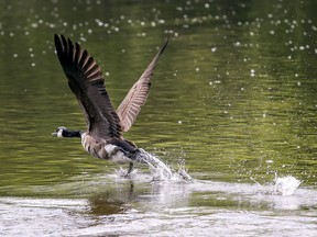A Canada goose takes off on the Riviére-des-Prairies at the l'Ïe-de-la-Visitation nature park in Montreal Monday May 31, 2021. (John Mahoney / MONTREAL GAZETTE) ORG XMIT: 66228 - 4687