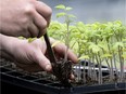 Do you need grow lights, heating pads, and peat pellets to successfully grow a plant from seed? It's complicated to get it right.