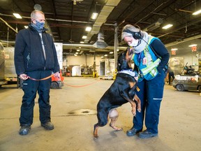 Rosie the Rottweiler visits the FedEx facilities at Mirabel Airport.