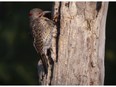 A northern flicker looks for beetles on a tree in the Bois-de-l'Île-Bizard Nature Park.
