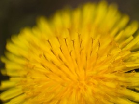 A closeup of pollen on the stamen a dandelion flower photographed next to a sidewalk in Laval on Thursday, April 19, 2012. With spring come the flowering and many plants, and with it allergy season.