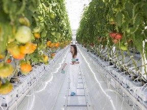 Lauren Rathmell, founding member of Lufa Farms, walks through tomato plants at the Lufa Farms greenhouse in Laval, north of Montreal in 2013.
