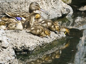 Ducklings get ready to hit the water with their mother on a pond in a park during a warm spring day in Montreal on Tuesday, May 18, 2021.