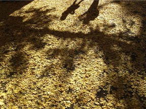 In this Saturday, Dec. 2, 2017, file photo, a man and a woman cast their shadows on the fallen yellow autumn leaves on a ginkgo tree-lined street in Tokyo.