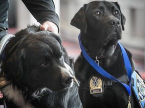 Emotional support dog's support dog: Bouffon (left) checks out the medal awarded to Kanak of the Sherbrooke police force, after they were inducted int the Quebec Pantheon of Animals in 2018.
