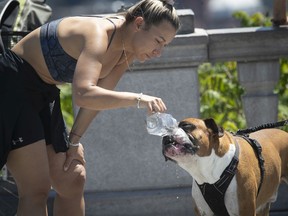 Marianna Naoumenko helps Simba with some cold water after making their way up to the Kondiaronk Belvedere at the top of Mount-Royal on Wednesday June 2, 2021.