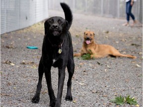 Two dogs are spotted along a passage leading to the enclosed dog run at Terra-Cotta Park in Pointe-Claire.
