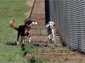 The city of Dorval recently announced it has come to an agreement with an ad-hoc citizens' committee to build a large-sized dog park behind the Surrey Aquatic and Community Centre.