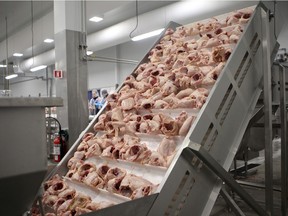 Uncooked fresh chicken in a tray are waiting to be cut in pieces by employees of Quebec poultry-processing company Exceldor in 2013.