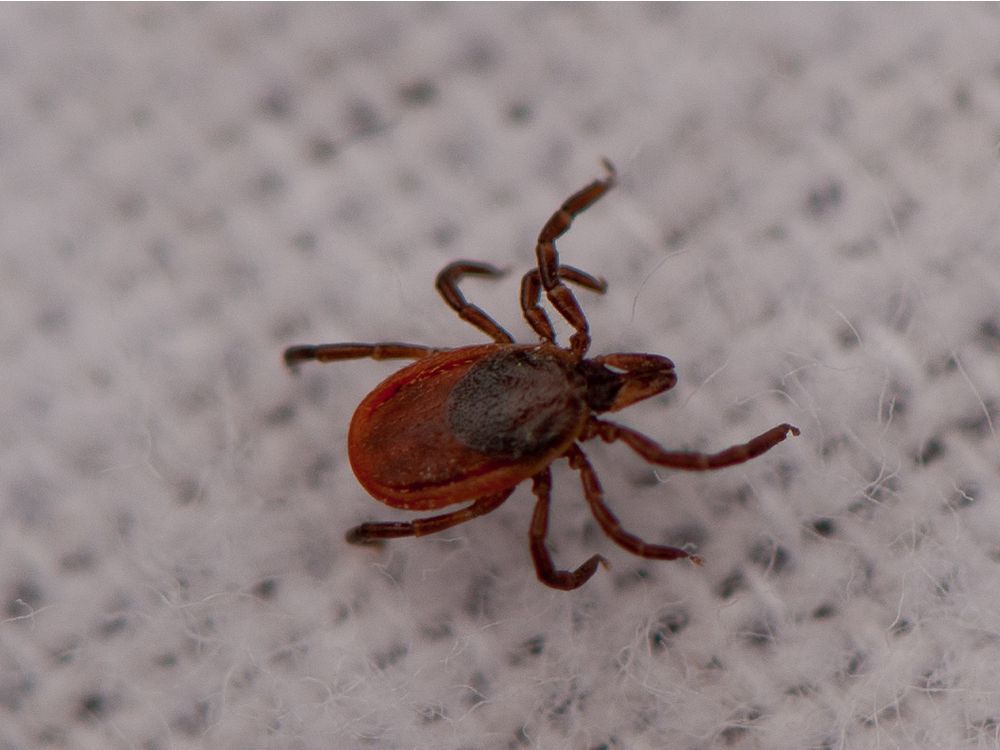 Lyme disease now endemic in the West Island, say health officials ...