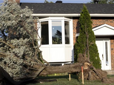 A mature tree sits toppled after a tornado struck in Mascouche north of Montreal on Monday, June 21, 2021.