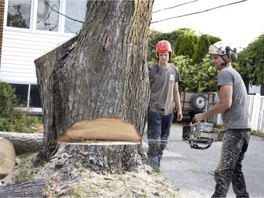 Tree crews fell a damaged tree after a tornado struck in Mascouche north of Montreal on Monday, June 21, 2021.