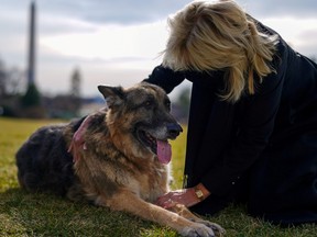 U.S. First Lady Jill Biden pets one of the family dogs, Champ, after his arrival from Delaware at the White House in Washington, D.C., on Jan. 24, 2021.