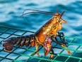 Researchers from four different U.S. universities built a sealed cage for the lobsters in the study and then pumped in vapour containing THC via a modified e-cigarette device for 30 to 60 minutes. /