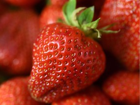 Autumn strawberries and raspberries are expected to be available in August.