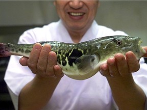 A pufferfish, or blowfish, is shown at a restaurant in Shimonoseki, southwest of Tokyo. "The preparation of 'fugu,' as the pufferfish dish is known, has to be done very carefully to ensure that all the toxin-containing parts are scrupulously removed," Joe Schwarcz writes.